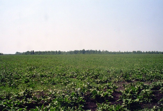 Road leaving Molidorf, East between the plots where Houses 87 & 144 once stood<br>Click to enlarge